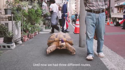 【Bon-chan 2】Next chapter An old man and his giant tortoise take a walk