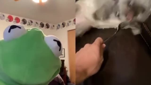 Kermitontiktok