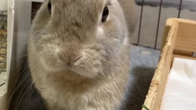 Cute rabbit video