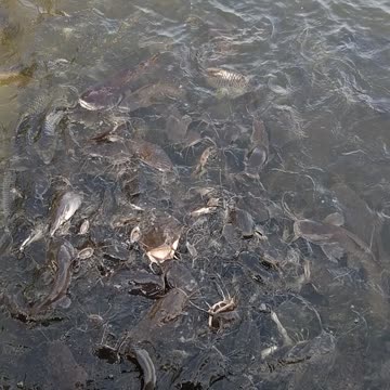 Feeding catfish temple in Phuket Thailand