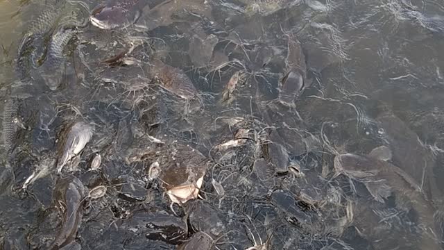 Feeding catfish temple in Phuket Thailand