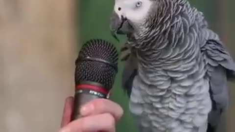 Parrot talking like dog and cat so sweet