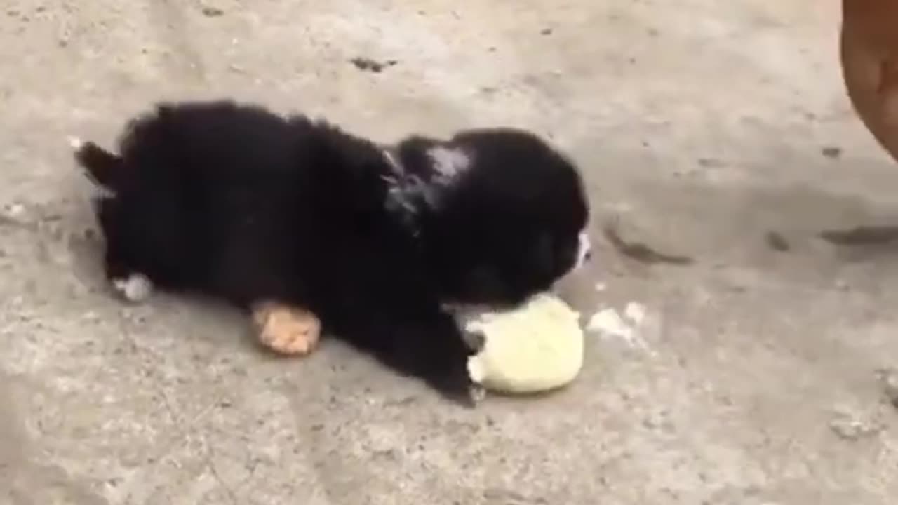 Don't Touch My Foof Funny Animals 😆 🤣🤣
