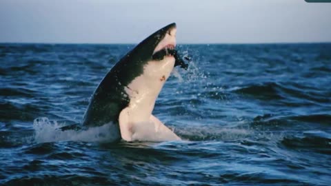 Crazy man capture SHARK in OCEAN 🤯