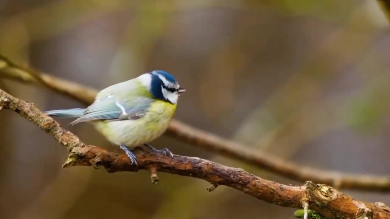 Most Colorful Birds in The World - Beautiful Birds Singing in The Forest __ Nature Film