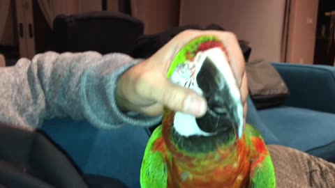 ROCKY GETTING CUDDLES_ PARROT VIDEO OF THE DAY