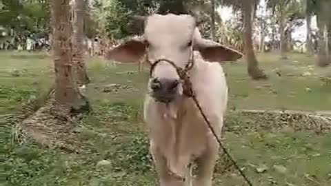 Angry cow, like a buLL 2