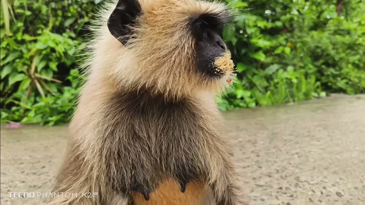 Funny moment of monkey 🙉 😂