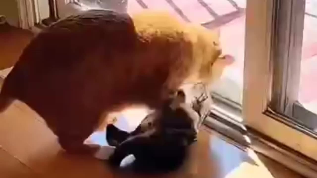 Funny cat 🐈🐈 fight