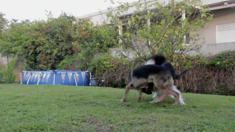 Dogs playing in the backyard