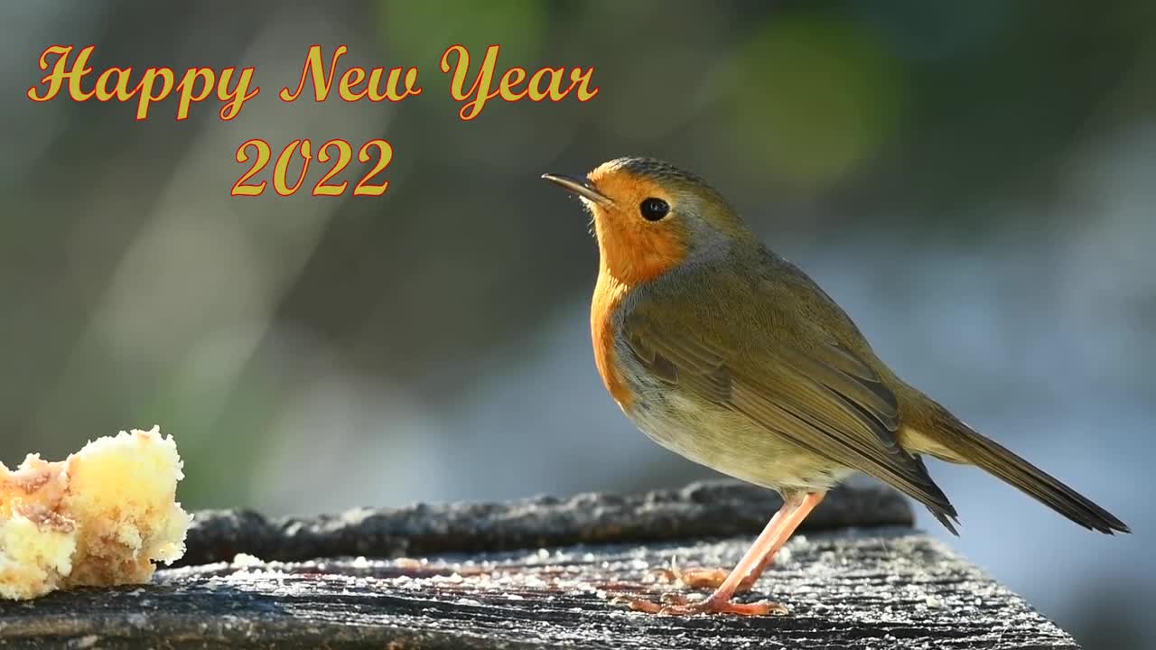 beautiful birds