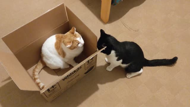 Cats Fight Over Box