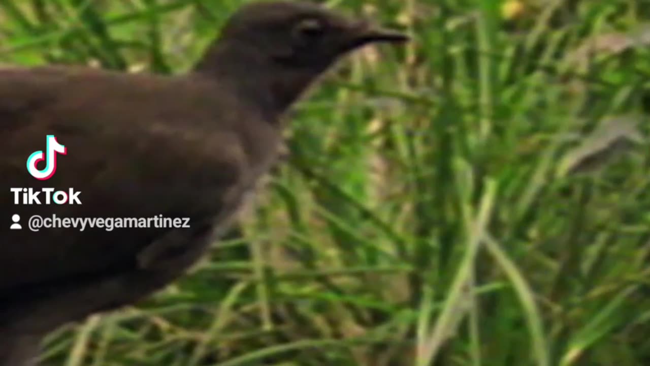 Esta ave puede imitar desde una sierra mecánica hasta la alarma de un coche