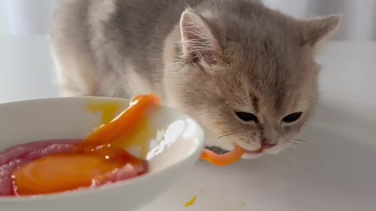 Cat Mukbang