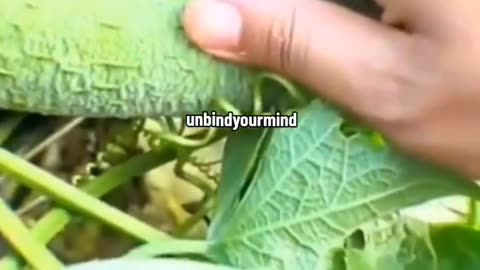 Masowe zatrucie pokarmowe...