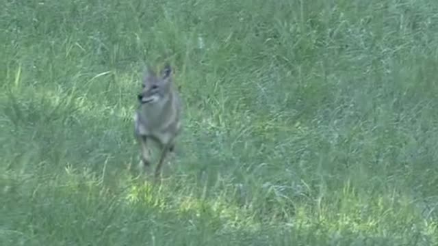 This little Wolf looks happy. Did he find food