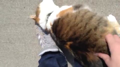 Friendliest - Cat - Ever