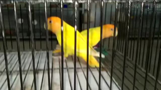 Lover parrots