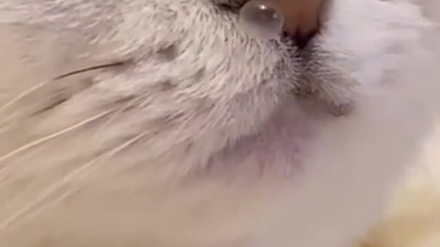 Very fuuny cat😂|funny cat videos try not to laugh | Funny Cat & Dog compilation 2022