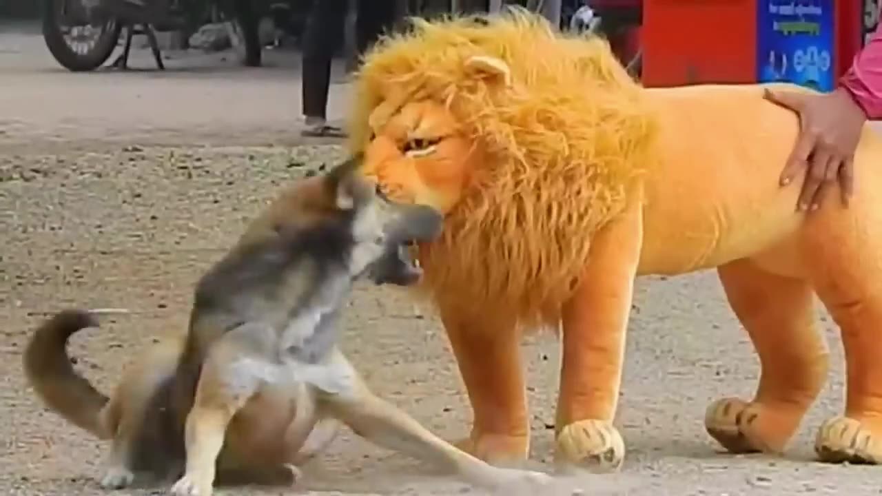 Troll Prank Dog Funny & fake Lion and Fake Tiger Prank To dog & Huge Box Prank to dog (part 1)