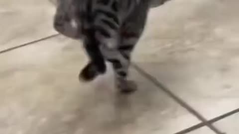 Incredibly Hilarious Animal Moments #1