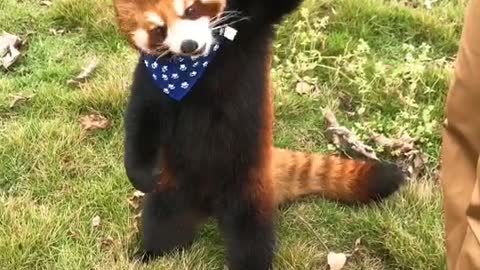 The red panda