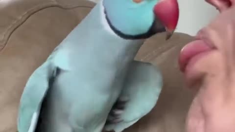 What happened?? #talkingparrot #funnyanimals #funnypets