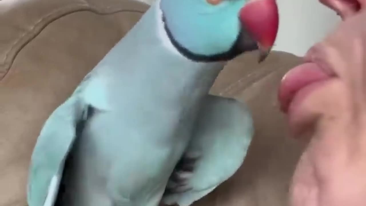 What happened?? #talkingparrot #funnyanimals #funnypets