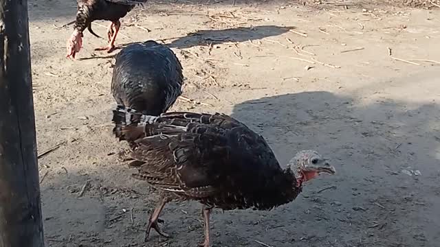 Turkey Hen