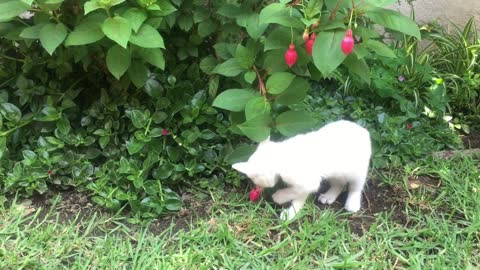 Funny white cat in garden