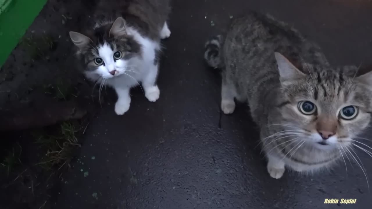 CUTE CAT, STREET CUTE CAT