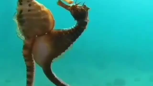 Seahorses