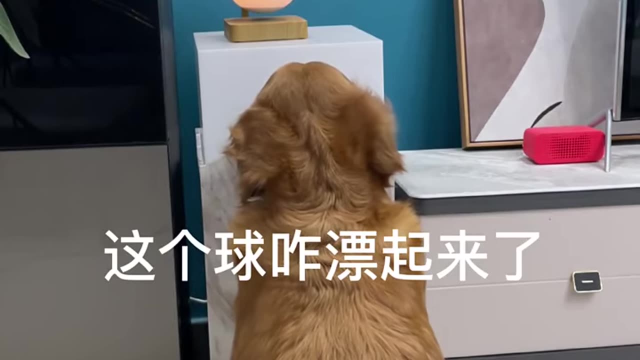 "Funny Dogs: Watch this Adorable Dog's Hilarious Reaction to Seeing the World the First Time!"