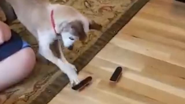 Funniest Cats And Dogs Video in Funny Animal Videos 2022