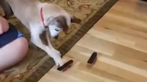 Funniest Cats And Dogs Video in Funny Animal Videos 2022