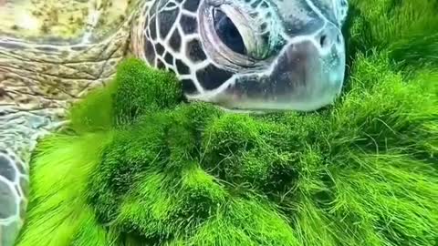 Sea Turtle