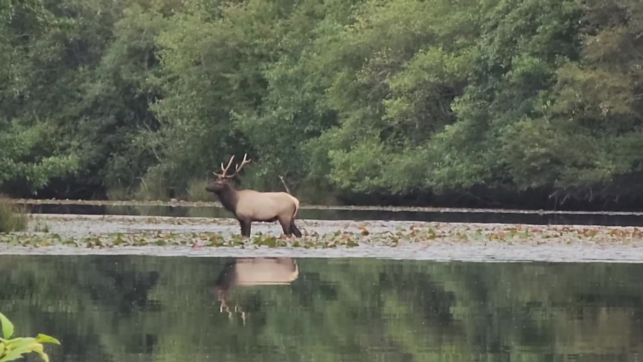 Bull Elk Moving Herd