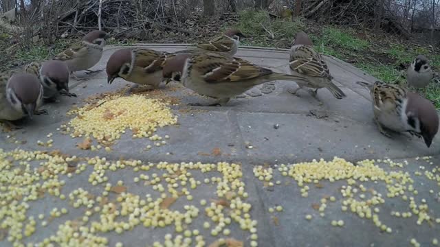 Birds eat food in the garden.