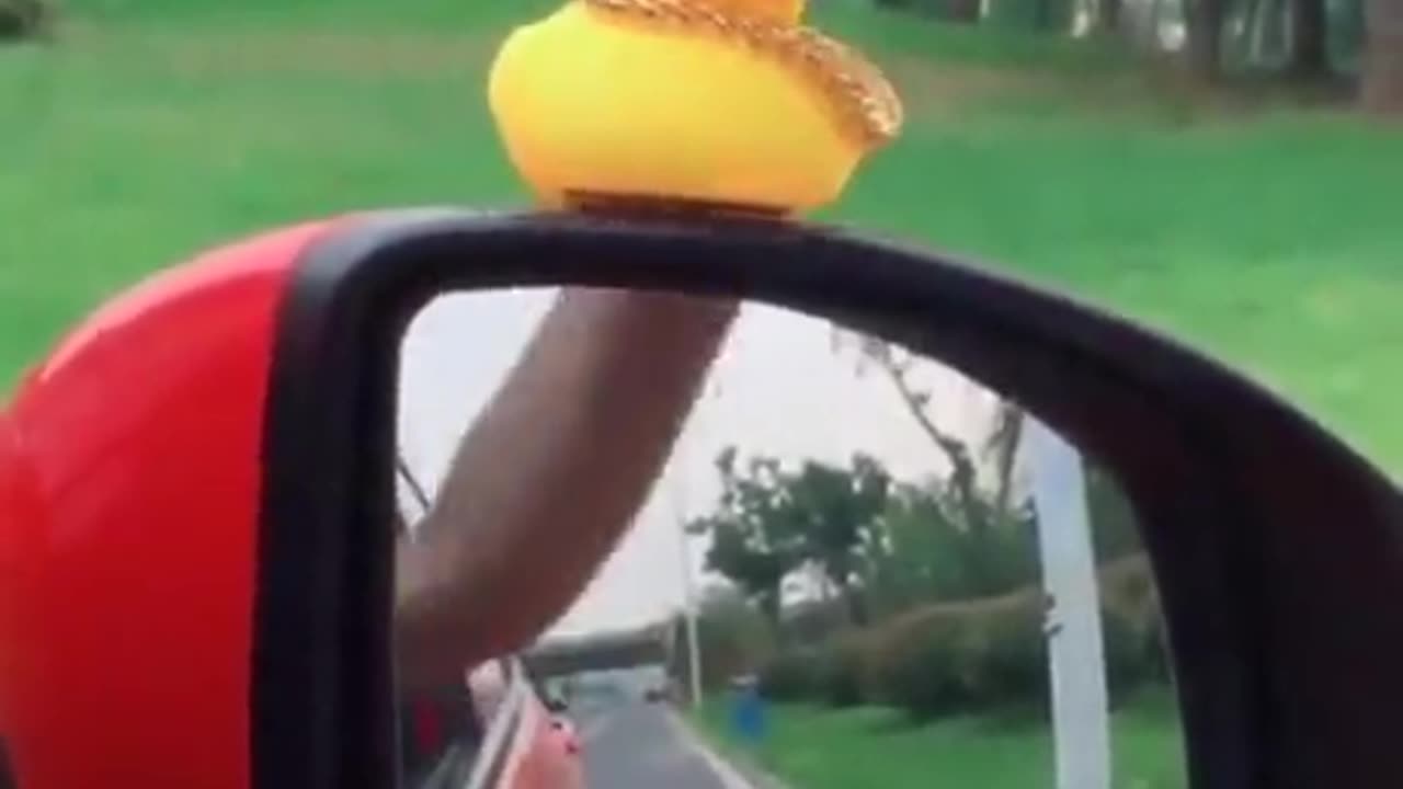 Shorts - Duck