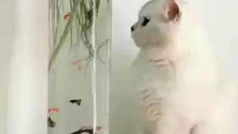 Cat video