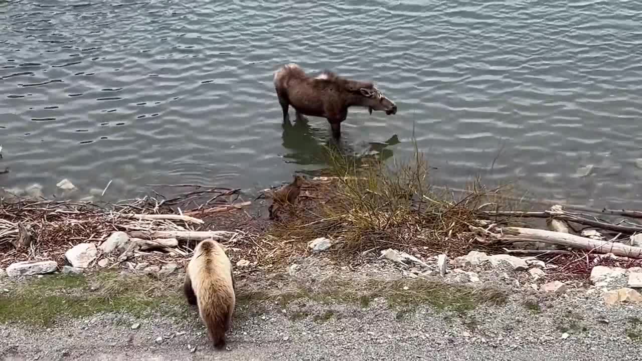 Mother Moose Chases off Grizzly Bear __ ViralHog