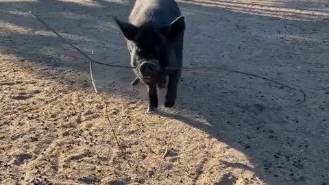 He found a nice stick that he was proud to show off