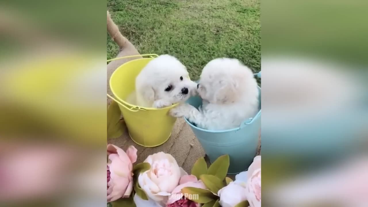 Cute Pomeranian Puppies Doing Funny Things