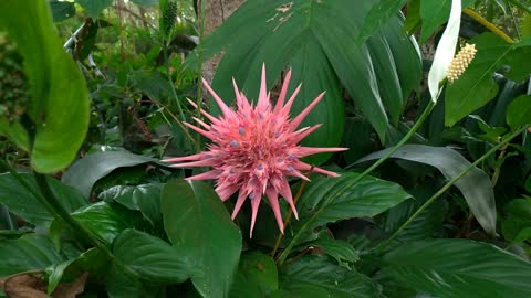 Bromeliad Flower