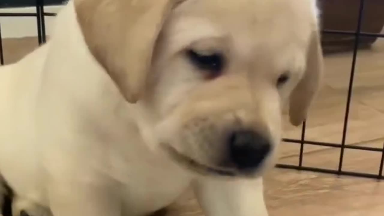 cute puppy barking