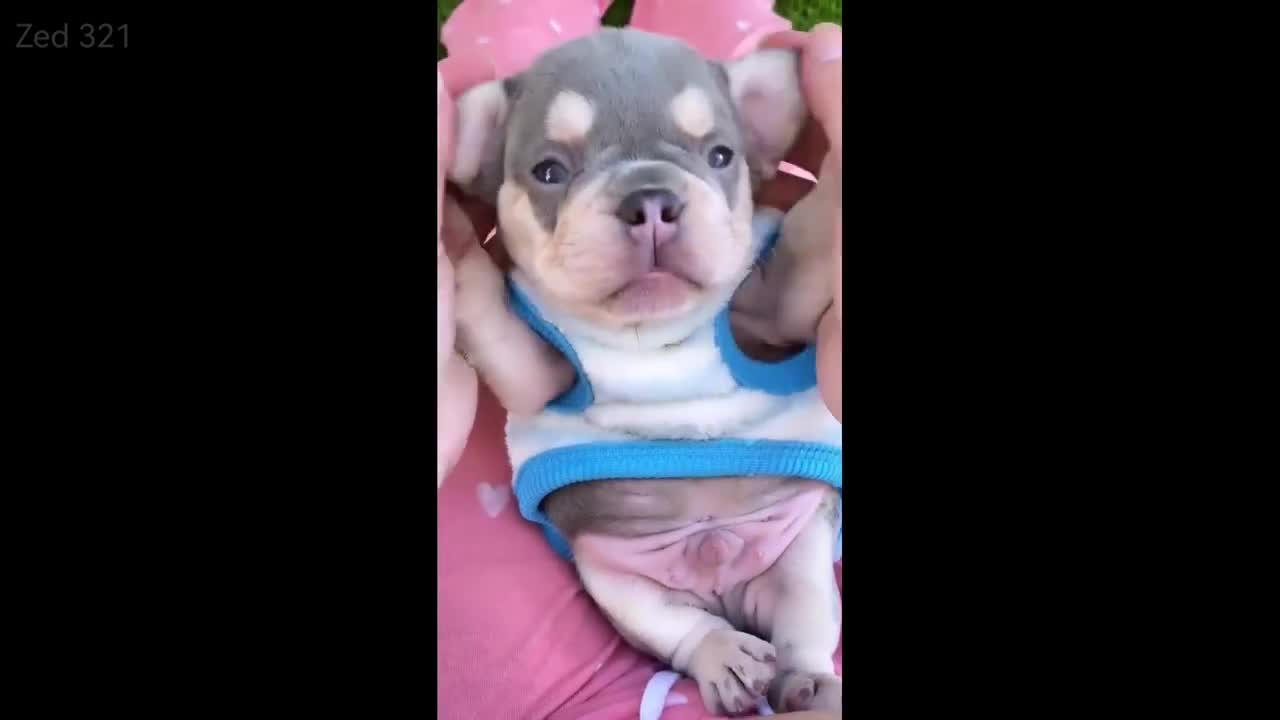 best funny videos