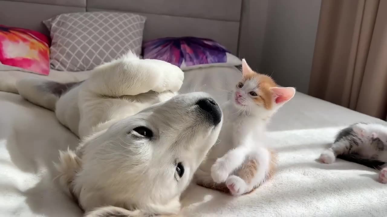 Golden Retriever Puppy Loves Tiny Kittens