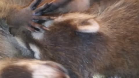 Raccoon babies eyes barely open playing