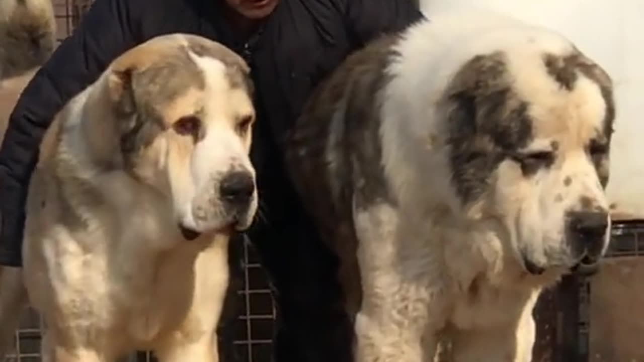 Look at these Giant Dogs!