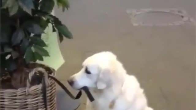 try not to laugh challenge #funny dog